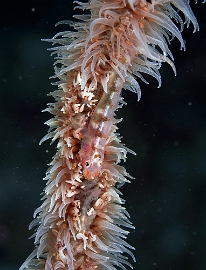 Raja Ampat 2019 - DSC07915_rc - Common Ghostgoby - Gobie fantome - Pleurosicya mosssambica